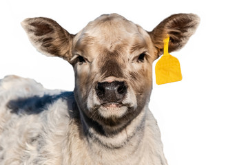 Close up of White calf with yellow ear tag - isolated