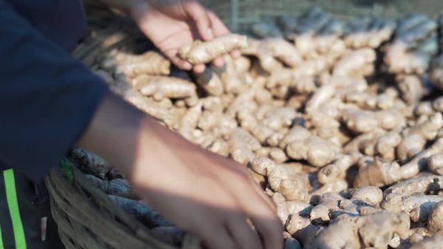 Selective segregation of raw ginger dump at a market, close up shot