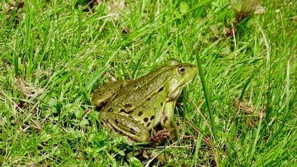Frosch im Gras