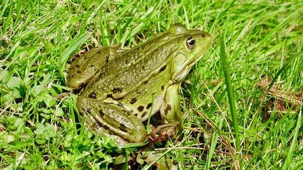 Frosch im Gras