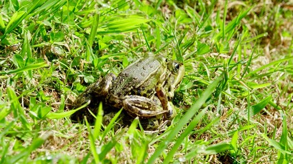 Fototapeta premium Frosch im Gras
