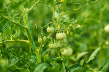 Fototapeta premium Red and green tomatoes on the greenhouse farm