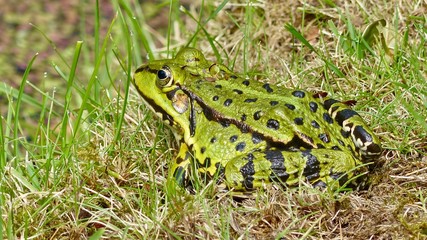 Frosch im Gras