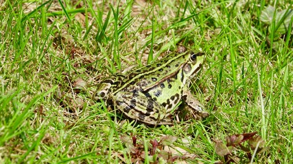 Frosch im Gras