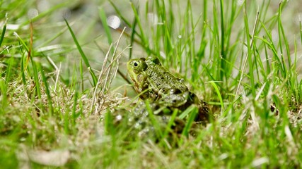 Frosch im Gras