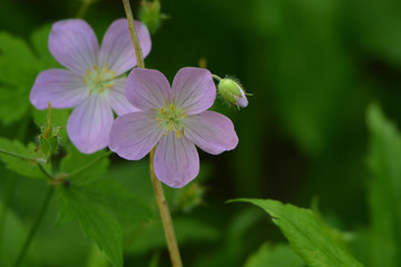 Pink Wild flowers