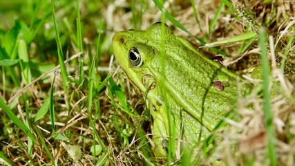 Frosch im Gras