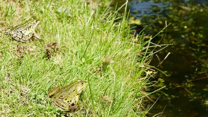 Frosch im Gras