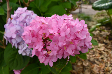 Some flowers growing in the summer in downtown, savannah, georgia
