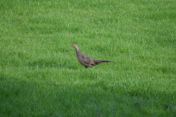 female pheasant in the grass