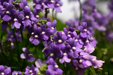 Flower in bloom in the springtime