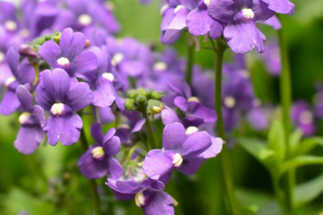Fototapeta na wymiar Flower in bloom in the springtime