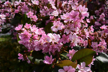 Flower in bloom in the springtime