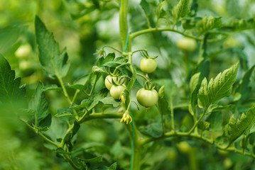 Red and green tomatoes on the greenhouse farm