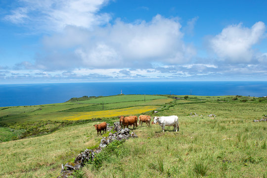 Cows on the way to to   Faja Grande, Flores Island, Portugal