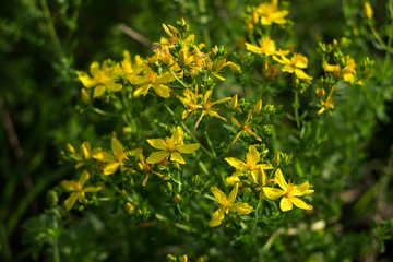 Medical St. John's Wort (Hypericum perforatum), useful plant blooms with yellow small flowers, background