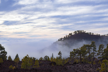 foggy forest on the way to Teide national park, Tenerife