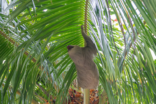 Two-Toed Sloths (Megalonychidae) in a palm tree