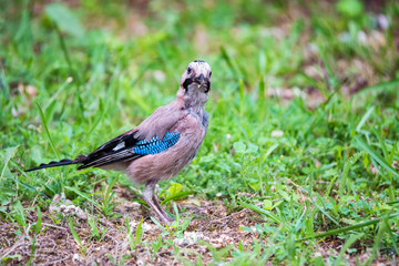 Eurasian jay or garrulus glandarius on ground close