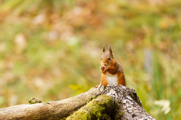 Naklejka na ściany i meble red squirrel (Sciurus vulgaris) in Scotland
