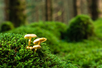 Wild Sulfur tuft mushroom UK