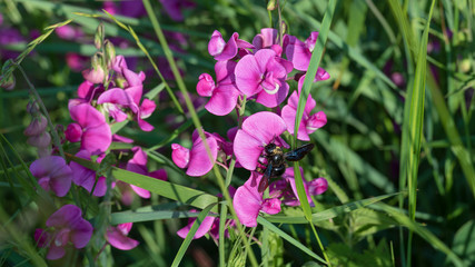 Fototapeta premium pink flowers with carpenter bee