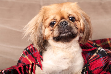 little pet animal dog