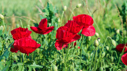 Obraz premium red poppies in a field