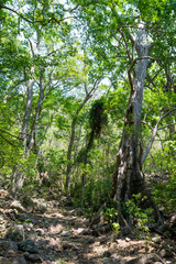 arboles