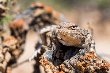 Close portrait of Phrynocephalus helioscopus agama in nature