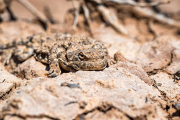 Close portrait of Phrynocephalus helioscopus agama in nature
