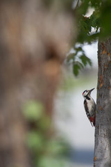 Blutspecht, Dendrocopos syriacus