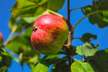 Fruits of a wild apple tree on a branch against a blue summer sky. Branch with red apples against blue sky.