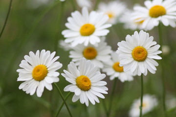 A day in the Carpathian Mountains, Yaremche
