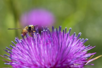 Insetto su fiore di Cardo