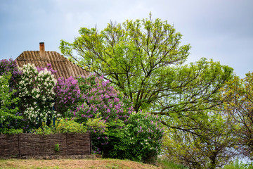 Fototapeta na wymiar OldView of rural house with lush lilac blooming around it in countryside