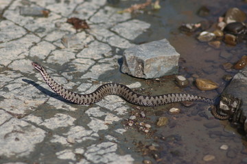 A day in the Carpathian Mountains, Yaremche