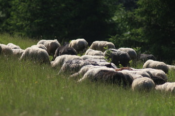 A day in the Carpathian Mountains, Yaremche