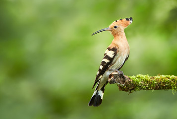Eurasian Hoopoe or Common hoopoe (Upupa epops)