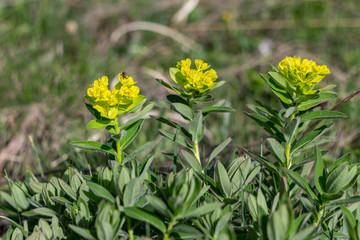 Wild, yellow flowers on a meadow. Selective focus. Sunny day. Nature scenery. Nature background.