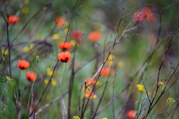 beautiful wild poppies in bloom and other flowers blurred