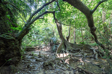 西表島のジャングル