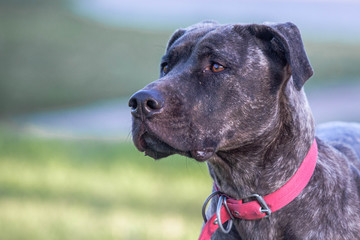 Dog posing in the grass