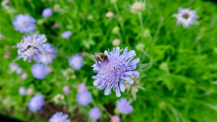 Blaue Blüte mit Biene, Nektar sammeln