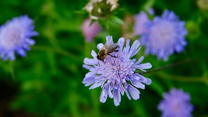 Blaue Blüte mit Biene, Nektar sammeln © Omm-on-tour