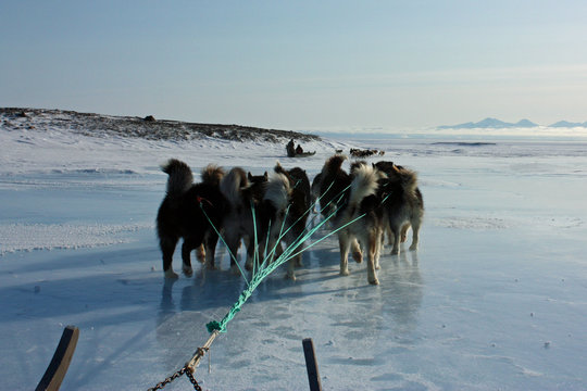 Schlittenhunde auf Eis