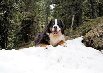 Large, fluffy Bernese Mountain Dog lying on the snow, trees in the background. Dolomites, Italy, June