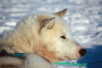 Obraz premium Schlittenhund