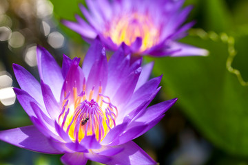 Obraz premium Close up purple and yellow pollen of lotus. Selective focus and blurred background.