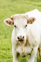 Portrait de vache laitière blanche